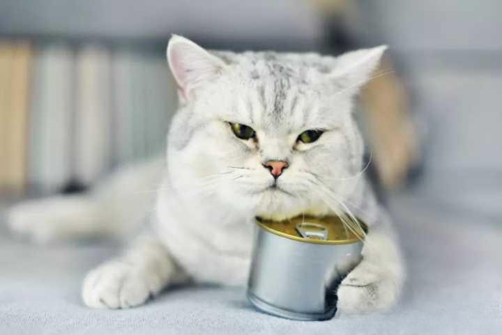 猫毛很干燥怎么办？