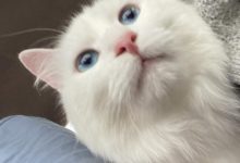 为什么母蓝猫不亲人?