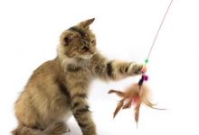 腿短的猫？