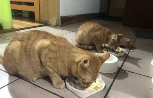 猫不爱吃香蕉怎么办?