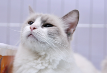 为什么有的猫不吃肉吃草？