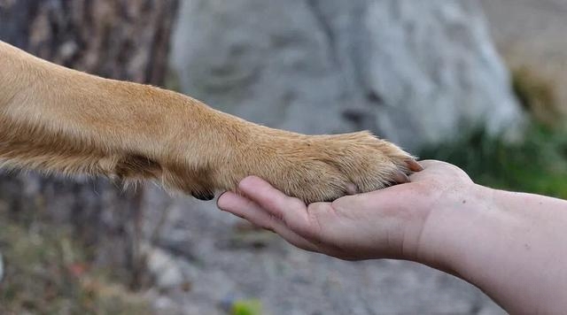 猫和狗那个更忠诚于主人?