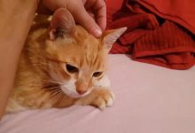 小猫叼着手套放下就叫什么原因?
