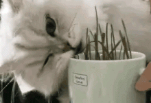 为什么刚出生的猫尾巴会一直抖?