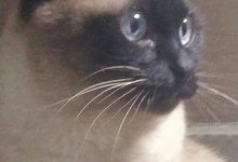 为什么一开空调猫咪就跑到床上来玩?