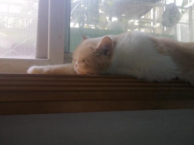 普及知识:如何让猫咪记住自己的名字?