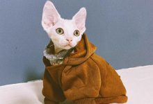 为什么黑色鸟到猫头上拉屎为什么?