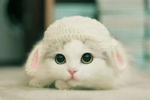 你正在和猫玩时它用嘴咬人是怎么回事?