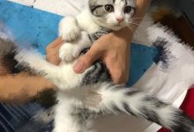 猫咪哪个部位怕痒啊?