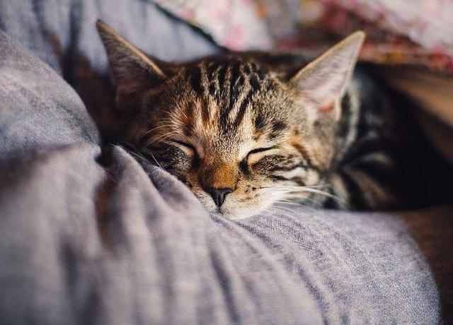 猫为什么没有被完全驯化？-动物百科