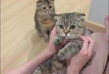 猫闻你的脸是什么意思？