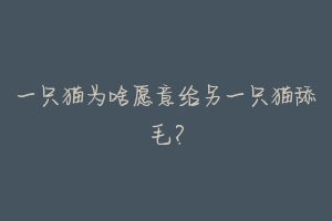 一只猫为啥愿意给另一只猫舔毛?