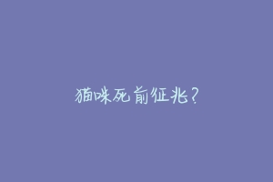 猫咪死前征兆?