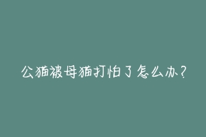 公猫被母猫打怕了怎么办?
