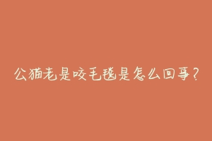 公猫老是咬毛毯是怎么回事?