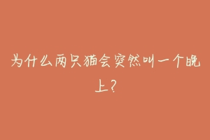 为什么两只猫会突然叫一个晚上?