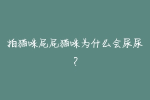拍猫咪屁屁猫咪为什么会尿尿?