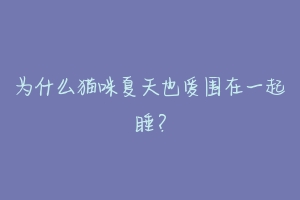 为什么猫咪夏天也爱围在一起睡?