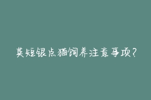 英短银点猫饲养注意事项?