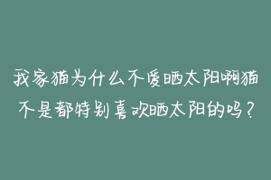 我家猫为什么不爱晒太阳啊猫不是都特别喜欢晒太阳的吗?