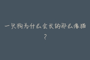 一只狗为什么会长的那么像猫？