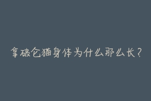 拿破仑猫身体为什么那么长?
