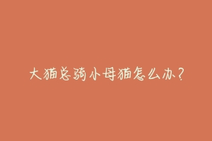 大猫总骑小母猫怎么办?