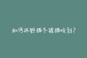如何抓野猫不被猫咬到?