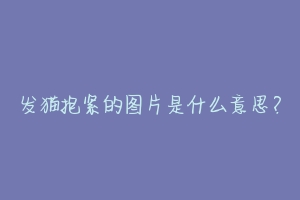 发猫抱紧的图片是什么意思？