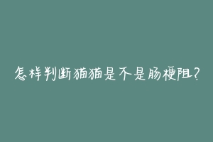 怎样判断猫猫是不是肠梗阻?