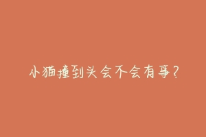 小猫撞到头会不会有事?