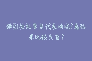 猫到处乱窜是代表啥呢?看起来比较兴奋?