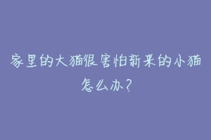家里的大猫很害怕新来的小猫怎么办?