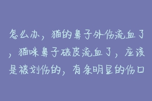 怎么办,猫的鼻子外伤流血了,猫咪鼻子破皮流血了,应该是被划伤的,有条明显的伤口,不动它钻哪里了?