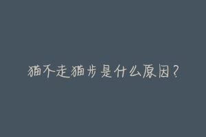 猫不走猫步是什么原因?