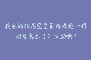 我家的猫尾巴里面像溃烂一样到底怎么了?求助啊?