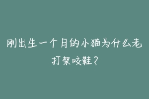 刚出生一个月的小猫为什么老打架咬鞋?
