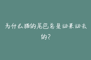 为什么猫的尾巴总是动来动去的?