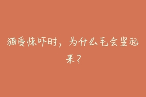 猫受惊吓时,为什么毛会竖起来?