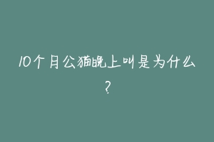 10个月公猫晚上叫是为什么?