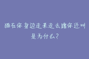 猫在你身边走来走去蹭你还叫是为什么?
