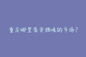 重庆哪里有卖猫咪的市场？