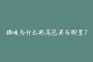 猫咪为什么把尾巴夹在脚里?