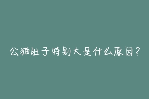 公猫肚子特别大是什么原因?