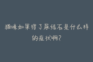 猫咪如果得了尿结石是什么样的症状啊?
