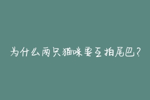 为什么两只猫咪要互拍尾巴?