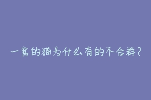 一窝的猫为什么有的不合群?