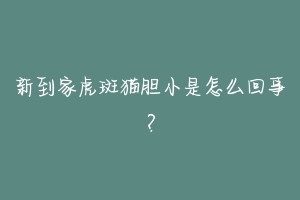 新到家虎斑猫胆小是怎么回事?