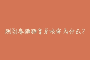 刚到家猫猫拿牙咬你为什么?