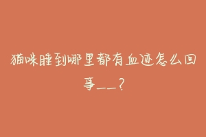 猫咪睡到哪里都有血迹怎么回事__?